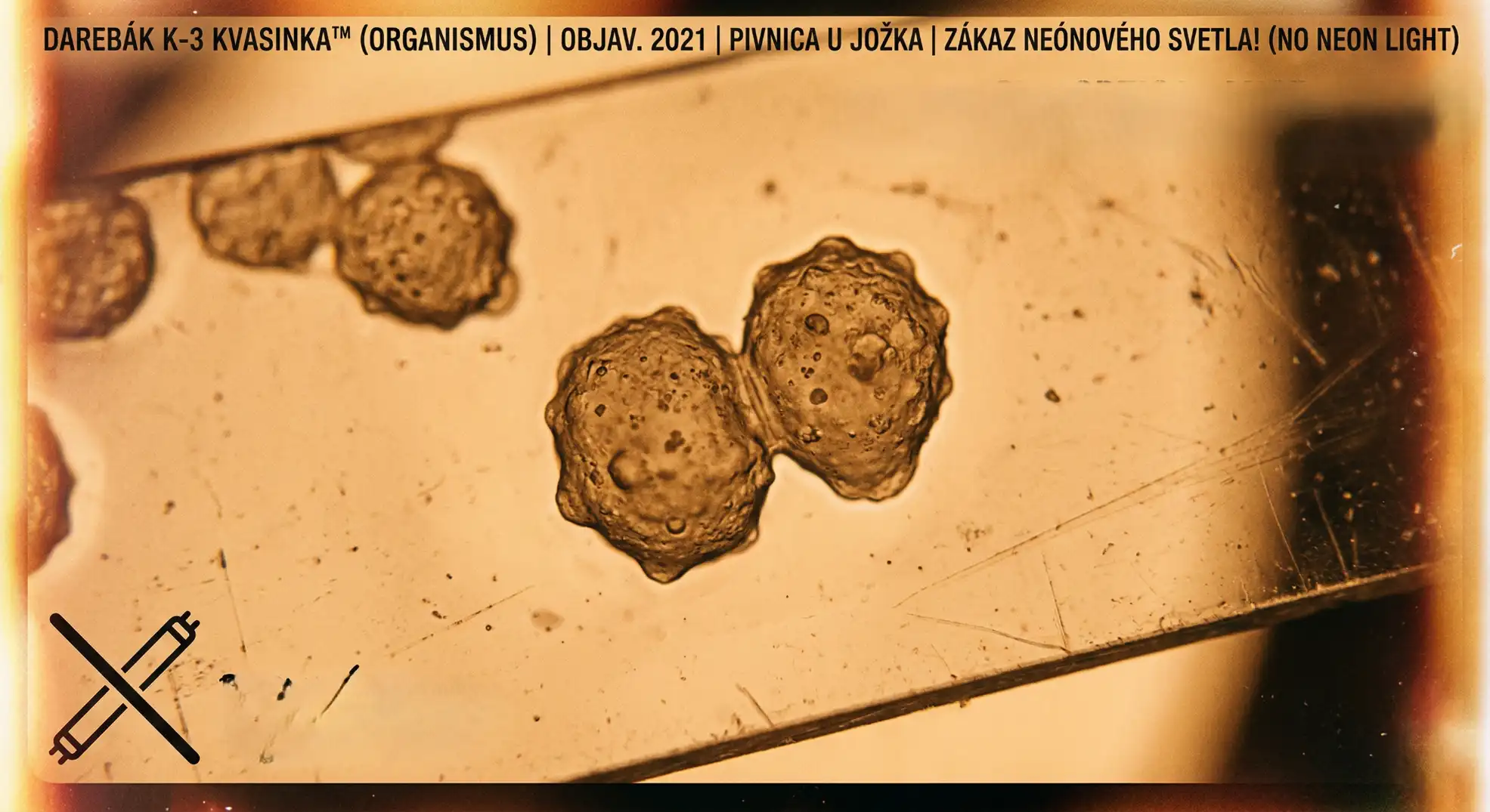 Mikroskopický pohľad na kvasinku K-3, živý organizmus piva Darebák, ktorý neznáša neónové svetlo
